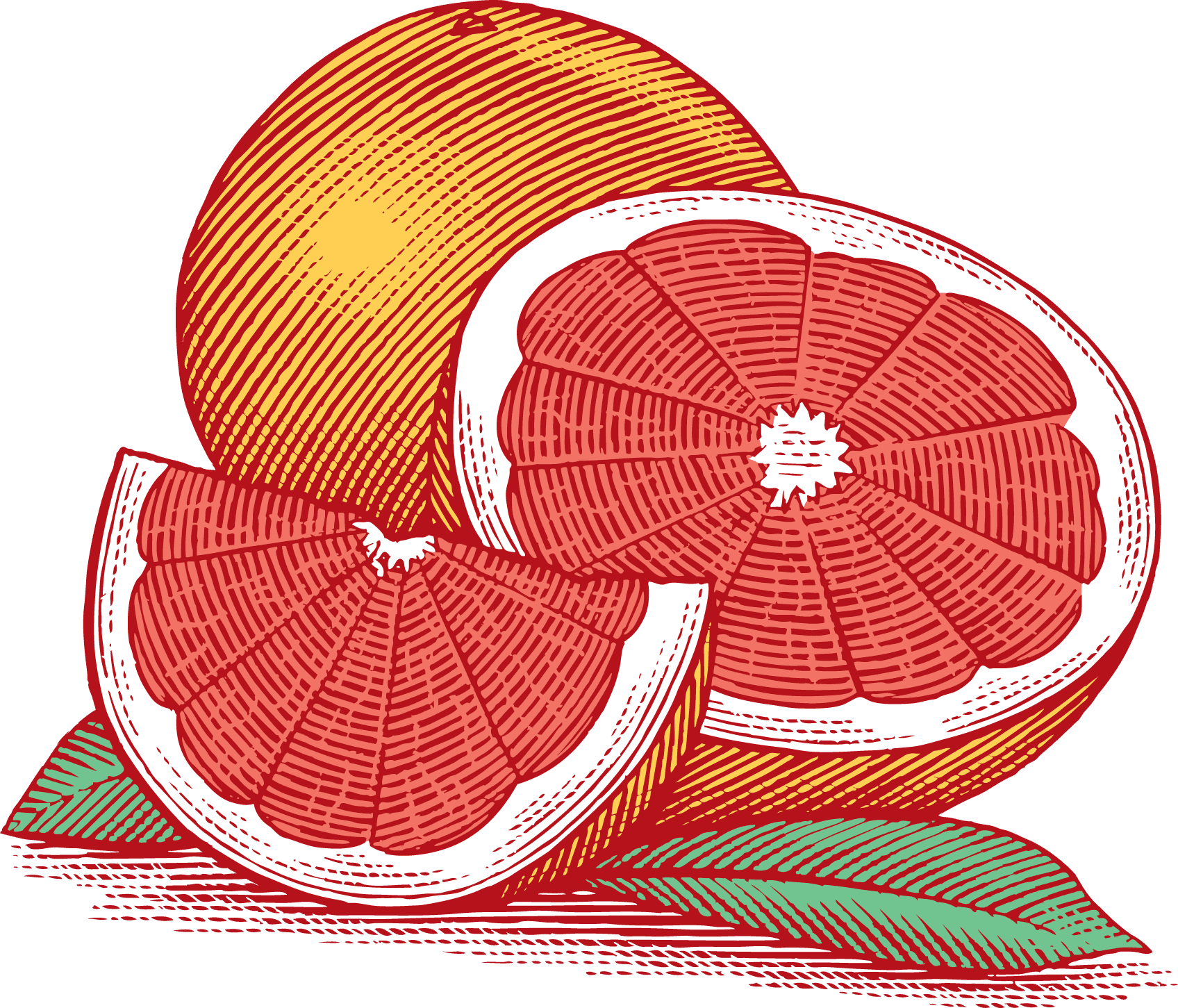 grapefruit illustration
